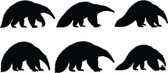 Giant anteater silhouette set. Long snout insect eater mammal walking poses collection. Wild tropical wildlife vector illustration pack. © Olivia