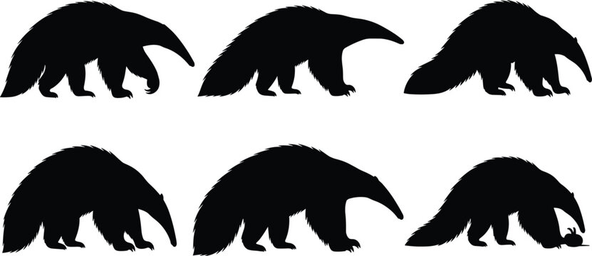 Giant anteater silhouette set. Long snout insect eater mammal walking poses collection. Wild tropical wildlife vector illustration pack.