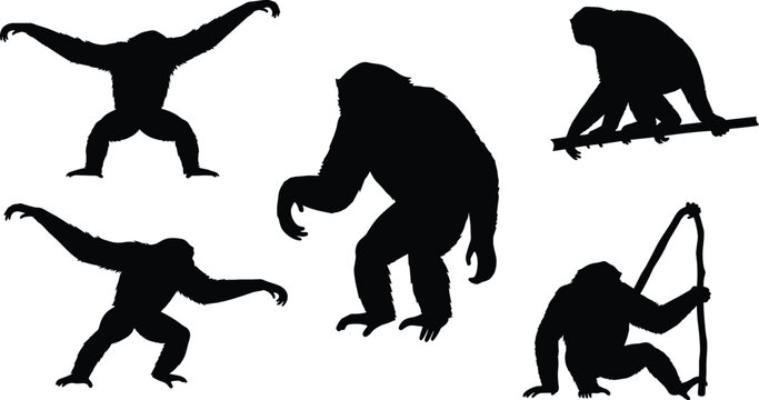 Siamang gibbon silhouette collection. Long arm ape swinging, sitting and walking poses. Tropical rainforest primate wildlife vector illustration set.