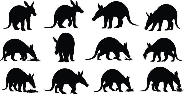 Aardvark silhouette set. African anteater animal poses collection. Black isolated wildlife mammal vectors showing walking, digging and feeding aardvark.