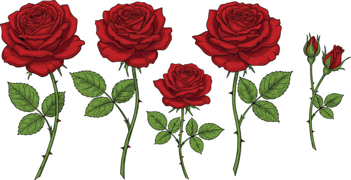 Beautiful hand drawn red rose flowers collection with green leaves and buds isolated on white background vector floral illustration set.