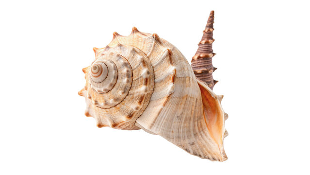 Shell found on the beach isolated on transparent background cut out