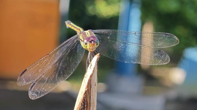 Captivating close-up of a vibrant dragonfly with iridescent wings perched on a rustic wooden stick outdoors