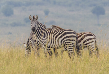 Obraz premium Herd of Plains Zebra in Masai Mara National Park in East Africa Kenya KEN