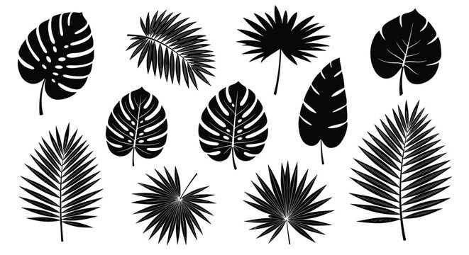 Collection of various tropical leaf silhouettes including monstera and palm fronds in black on a clean white background for design.