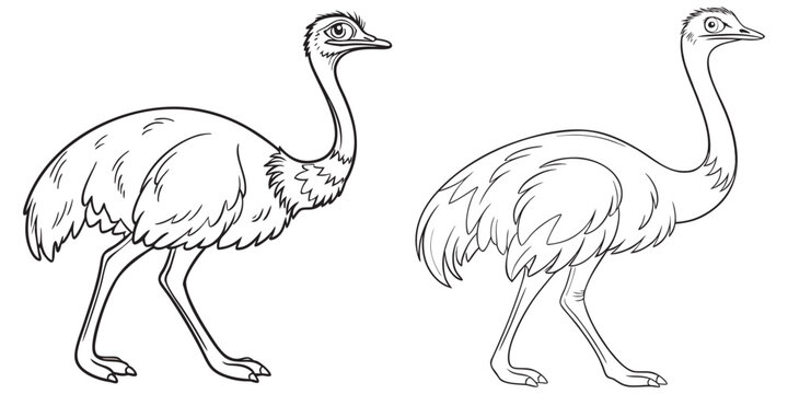 Pair of ostrich drawings showing long necks and flightless eps 10