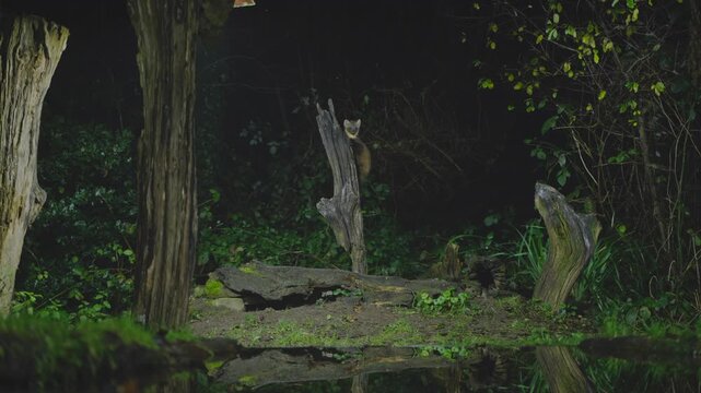 Pine marten on branch at night looks around in dark woodland clearing by pond, spotlighted in natural habitat. Vigilant mustelid wildlife behavior in forest.
