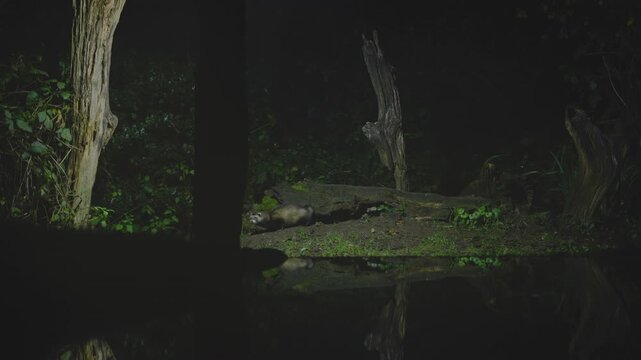 Polecat at night walks into center of frame in a dark forest clearing, turns and scans the area, then calmly walks out. Low-light wildlife behavior, stealthy predator.