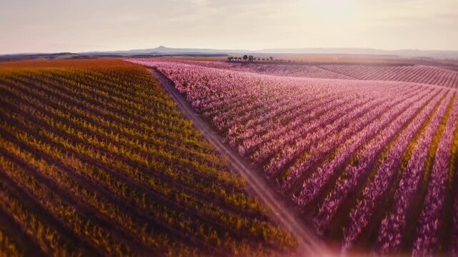 Smooth 4K aerial drone flight over vast peach blossom orchard in spring bloom. Endless rows of pink flowering peach trees across agricultural farmland landscape at sunrise, rural countryside nature
