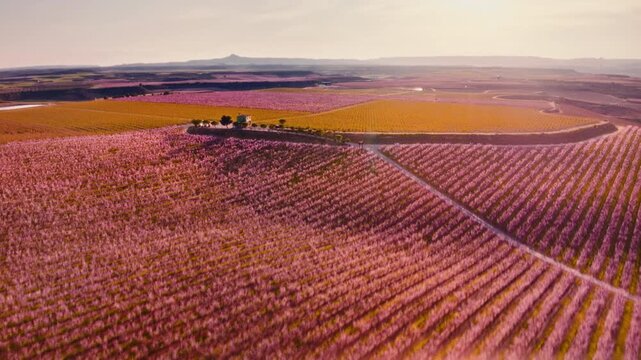 EPIC 4K aerial drone over endless peach blossom orchard in spring bloom. Endless rows of pink flowering peach trees across agricultural farmland landscape at sunrise, rural countryside