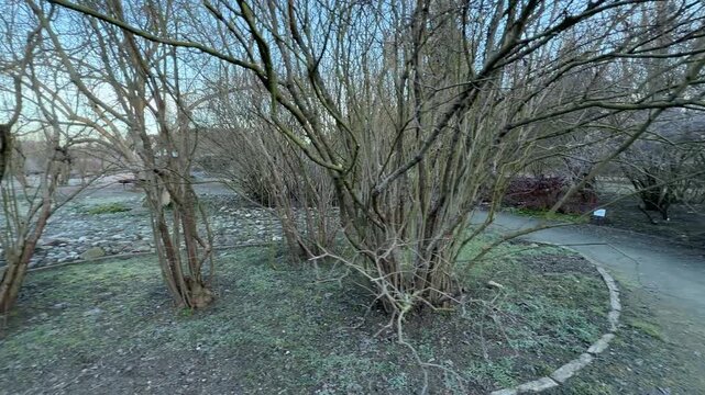 Dense, leafless bushes stand beside a curving gravel walkway in the quiet park. This winter morning scene feels calm and slightly lonely as the frost settles on the sleeping garden plants.