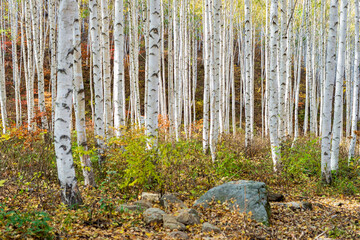 Birch forest with white bark trunks in autumn sunlight for environmental conservation © 완수 안