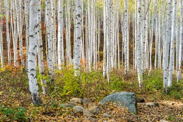 Fotobehang Berkenbos Birch forest with white bark trunks in autumn sunlight for environmental conservation  © 완수 안