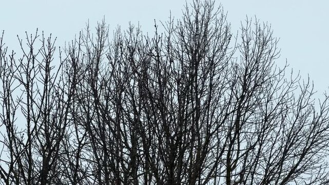 Dense, leafless tree branches reach toward a pale, overcast sky. The intricate network of twigs sways as light snow falls through the cold winter air. wintry atmosphere fills the outdoor landscape.