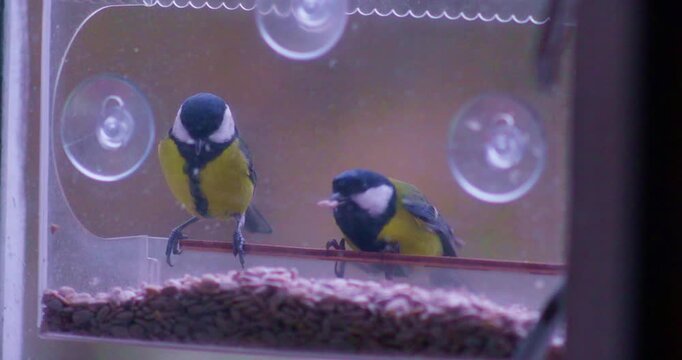 Close-up of great tits taking seeds from a window feeder. Wildlife birdwatching at home. Slow-motion video in 4K quality