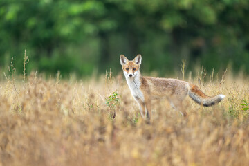Fototapeta premium Cute young red fox ( Vulpes vulpes )