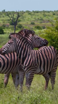 Plains Zebras Herd on Lush Savanna Grassland