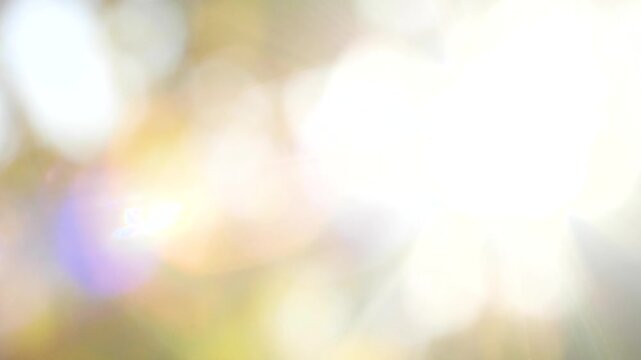 Defocused bokeh sunny nature abstract background, sun light with blurred leaves