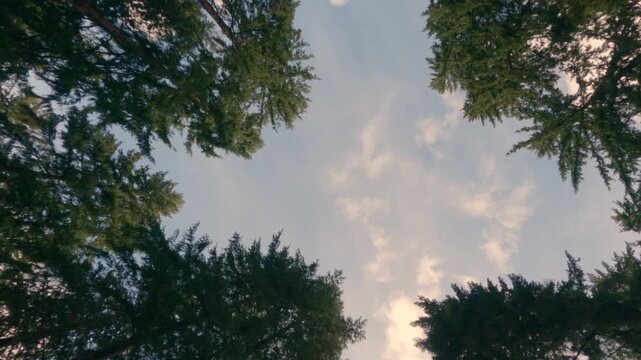The camera looks up at the treetops and rotates