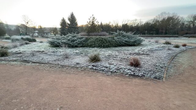 Low evergreen bushes are covered in a thick layer of morning frost along a dirt path. The garden feels still and peaceful under the soft, cold light of a winter dawn.