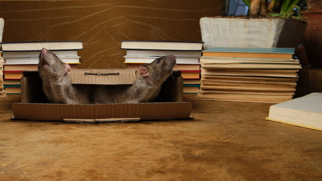 Brown  gray rat and books on wooden table.