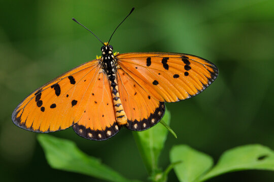 Tawny coster butterfly showing elegant orange wings in nature