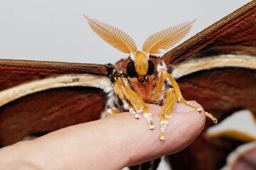 Obraz premium Giant atlas moth resting on human finger