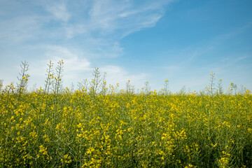 Obraz premium Field of yellow flowers under a clear blue sky in a rural area during the daytime