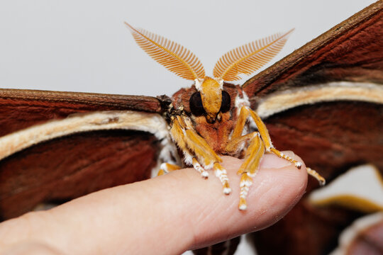 Giant atlas moth resting on human finger