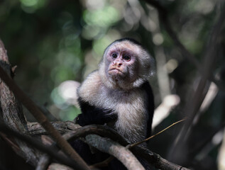 Fototapeta premium White faced capuchin monkey