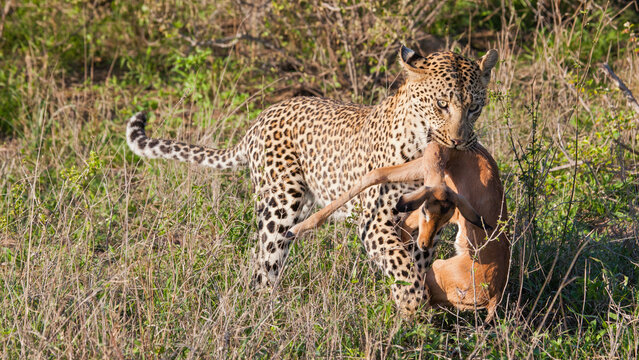 Female Leopard has killed an Impala and walks with it in its mouth in the bush in the Sabi Sand Game Reserve in South Africa