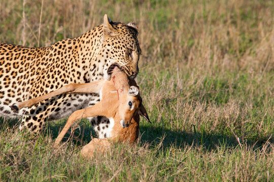 Female Leopard has killed an Impala and walks with it in its mouth in the bush in the Sabi Sand Game Reserve in South Africa