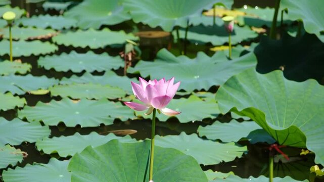 Lotus flowers in a pond.