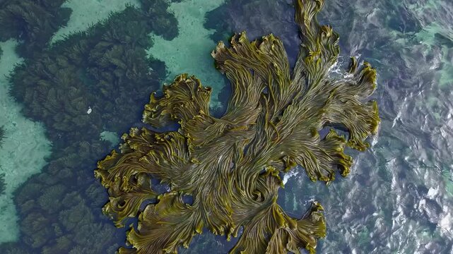 Aerial view of vibrant seaweed formation in clear turquoise waters, showcasing intricate patterns and textures of marine vegetation in a coastal environment
