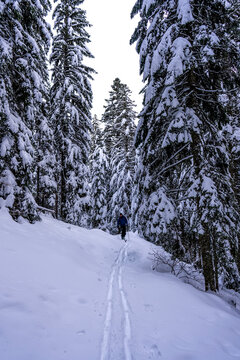 Skier on a trail between tall, snow-covered trees