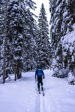 Skier on a path through a dense, snowy forest