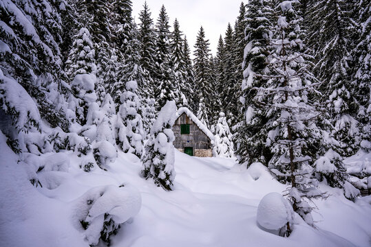 A snowy path winding through a winter pine forest