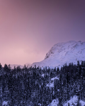 Mountain forest at dusk under a purple sky