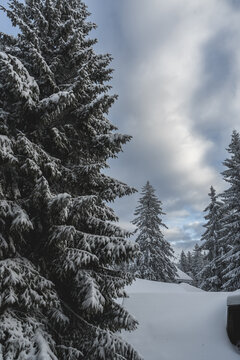 Close up of snow-covered pine trees in winter