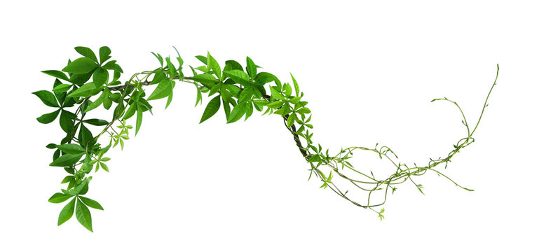 green grass isolated on white background