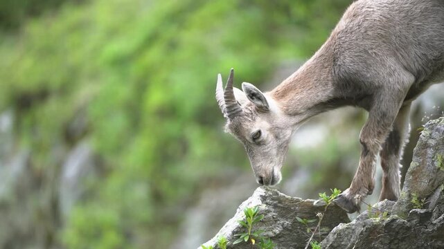 Close up of an alpine ibex standing among green vegetation in a natural habitat