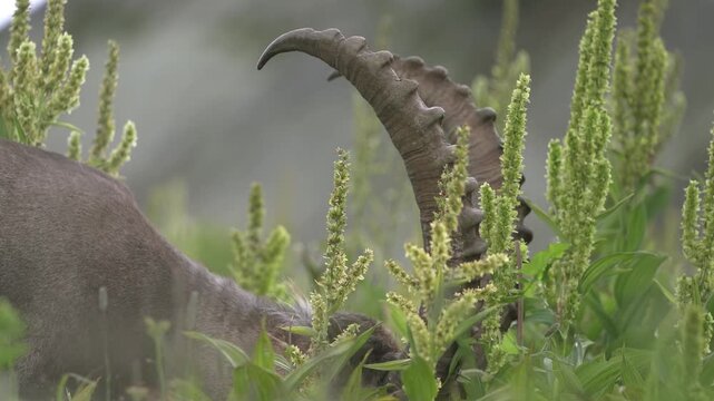 Alpine ibex walking through lush alpine vegetation 