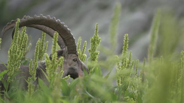Alpine ibex walking through lush alpine vegetation 