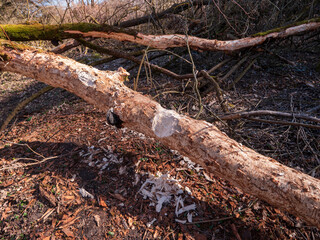 Fototapeta premium Beaver gnawed tree log with fresh wood chips on ground, clear sign of beaver activity and natural wood cutting in forest ecosystem.