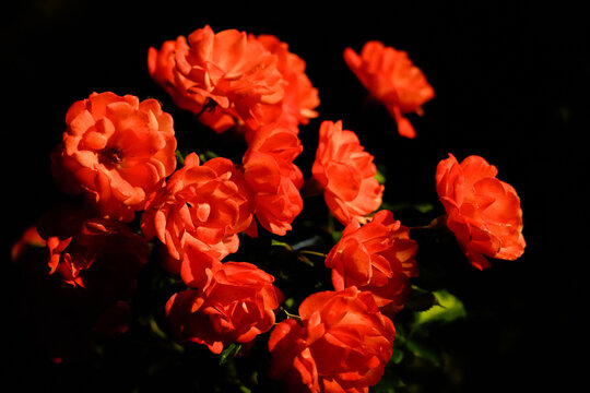 A bush with bright red flowers against a dark background.
