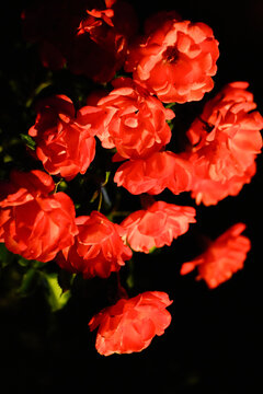 A bush with bright red flowers against a dark background.
