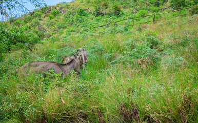 Fototapeta premium Nilgiri tahr is an ungulate that is endemic to the Nilgiri Hills and the southern portion of the Western Ghats in the Indian states of Tamil Nadu and Kerala.