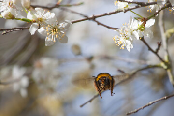 Honey bee flying towards white spring blossoms. © David