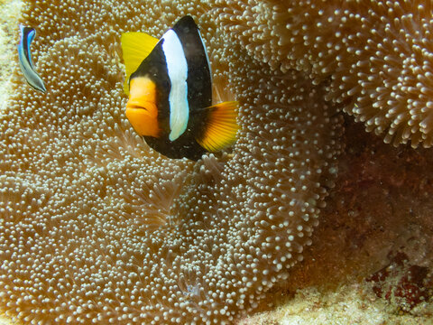 Sebae anemonefish