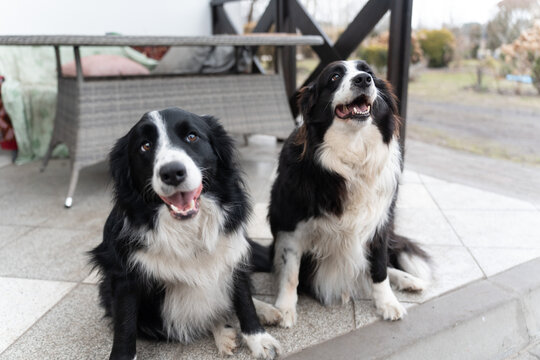 border collie, dog, two dogs, happy pets, black and white, companionship, friendly, sitting, patio, tiles, outdoors, domestic animals, purebred, sheepdog, intelligent, alert, panting, tongue out, smil